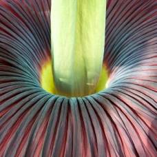 Аморфофаллус титанический - одно из крупнейших соцветий в мире