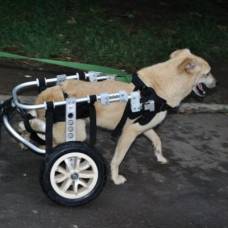 Одесские волонтеры помогли собаке-инвалиду