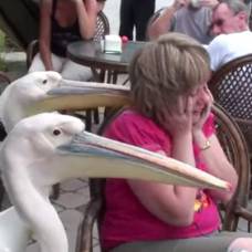 Пеликаны-Террористы