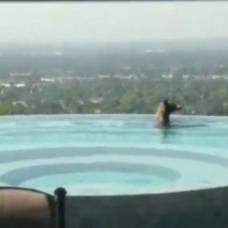В калифорнии медведь принял освежающую ванну в частном бассейне