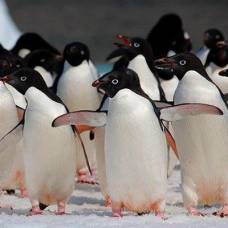Исследователь антарктики обвинил пингвинов адели в склонности к извращениям
