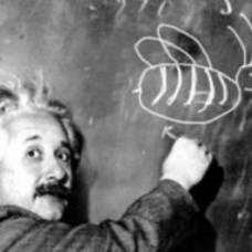 Загадка эйнштейна: кто выращивает рыбок?