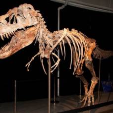 Проданный на аукционе в сша скелет динозавра потребовали вернуть монголии