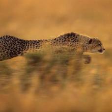 Почему гепард самый быстрый