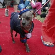 Победителем конкурса 'самая уродливая собака в мире' стал пес магли из великобритании