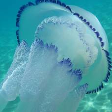 Медуза корнерот (rhizostoma pulmo)