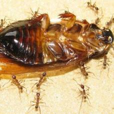 При переносе больших грузов муравьи полагаются на обоняние товарищей