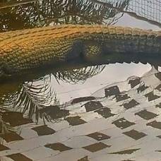 Шестиметровый гребнистый крокодил стал самым длинным в своем виде