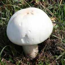 Бледная поганка (лат. amanita phalloides) - самый ядовитый гриб