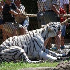 Аттракцион перетяни бенгальского тигра - 'tiger tug'