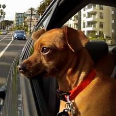 Собаки в машинах: калифорния