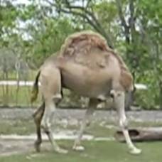 'Безголовый' верблюд на прогулке