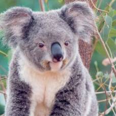 На кого похож мокрый коала?