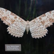 Тизания агриппина (thysania agrippina) – крупнейшая бабочка в мире