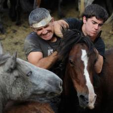 Фестиваль стрижки диких лошадей в испании