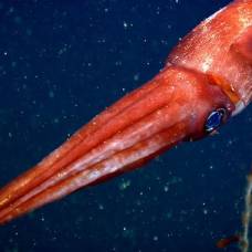 Глубоководный кальмар оставляет отвлекающее щупальце, убегая от врага