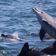 Дельфины продемонстрировали необычное межгрупповое объединение