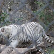 Белый тигр напал на служителя зоопарка в сантьяго