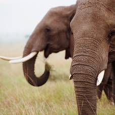 Раскрыт секрет слоновьего инфразвука