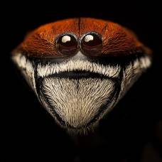 Макросъемка насекомые фотографа омида гользара