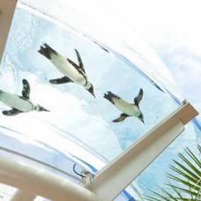 Летающие пингвины в токийском sunshine aquarium