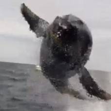 Трюк горбатого кита поверг в изумление очевидцев