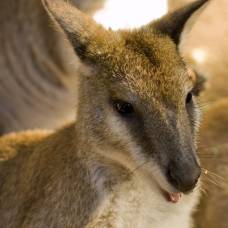 Лисенок и кабан помогли трем кенгуру сбежать из зоопарка