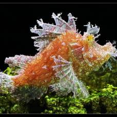 Фотоочевидец: краски подводного мира