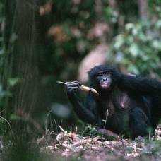 Шимпанзе бонобо обрабатывают камень подобно первым людям