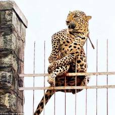 В индии спасли самку леопарда застрявшую на металлической ограде