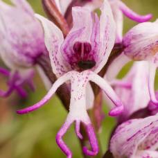 Обезьянья орхидея (orchis simia)