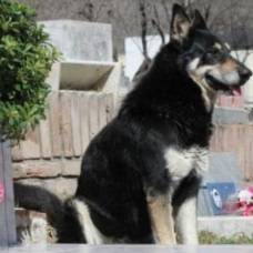 Верный пес сам нашел могилу хозяина и уже 6 лет живет на ней