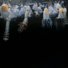 Взрыв численности медуз обусловлен человеческой деятельностью
