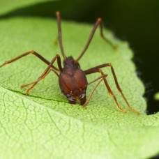 Неудачливые королевы муравьёв-листорезов могут превращаться в рабочих