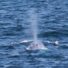 Синий кит весом около 200 тонн подплыл к берегу австралии