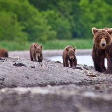 Медвежья рыбалка в кроноцком заповеднике