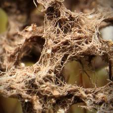 Амазонские муравьи плетут сеть для ловли крупной добычи