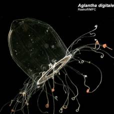 Есть ли у медузы мышцы и почему она движется?