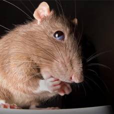 Как и чем кормить домашнюю крысу