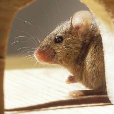 Ученые доказали, что мыши умеют заучивать мелодии и поют хором