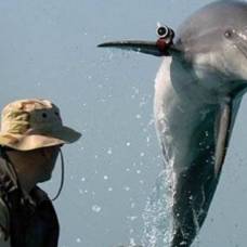 В севастополе возобновили подготовку боевых дельфинов для вмс
