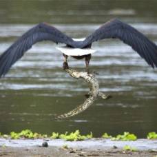 Африканский рыбный орёл отобедал нильским крокодилом