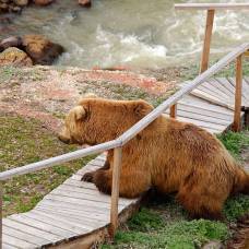 Большой медвежий репортаж с озера курильское