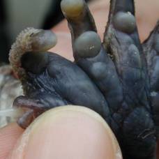 На японских островах живёт колючепалая лягушка с пятью пальцами