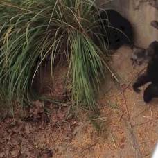 В зоопарке сент-луиса шимпанзе отдубасили енота