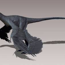 Зачем динозаврам перья на всех четырёх конечностях