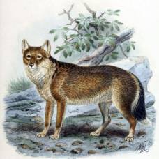 Фолклендская лисица (лат. dusicyon australis)