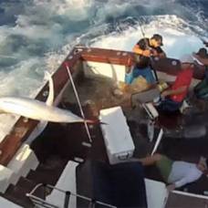 300-Килограммовый марлин запрыгнул в лодку к рыбакам
