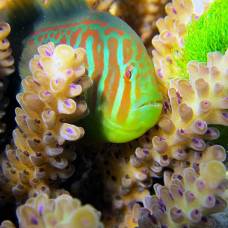 Бычки помогают кораллам избавиться от вредных водорослей