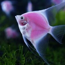 Розовые флуоресцирующие рыбки